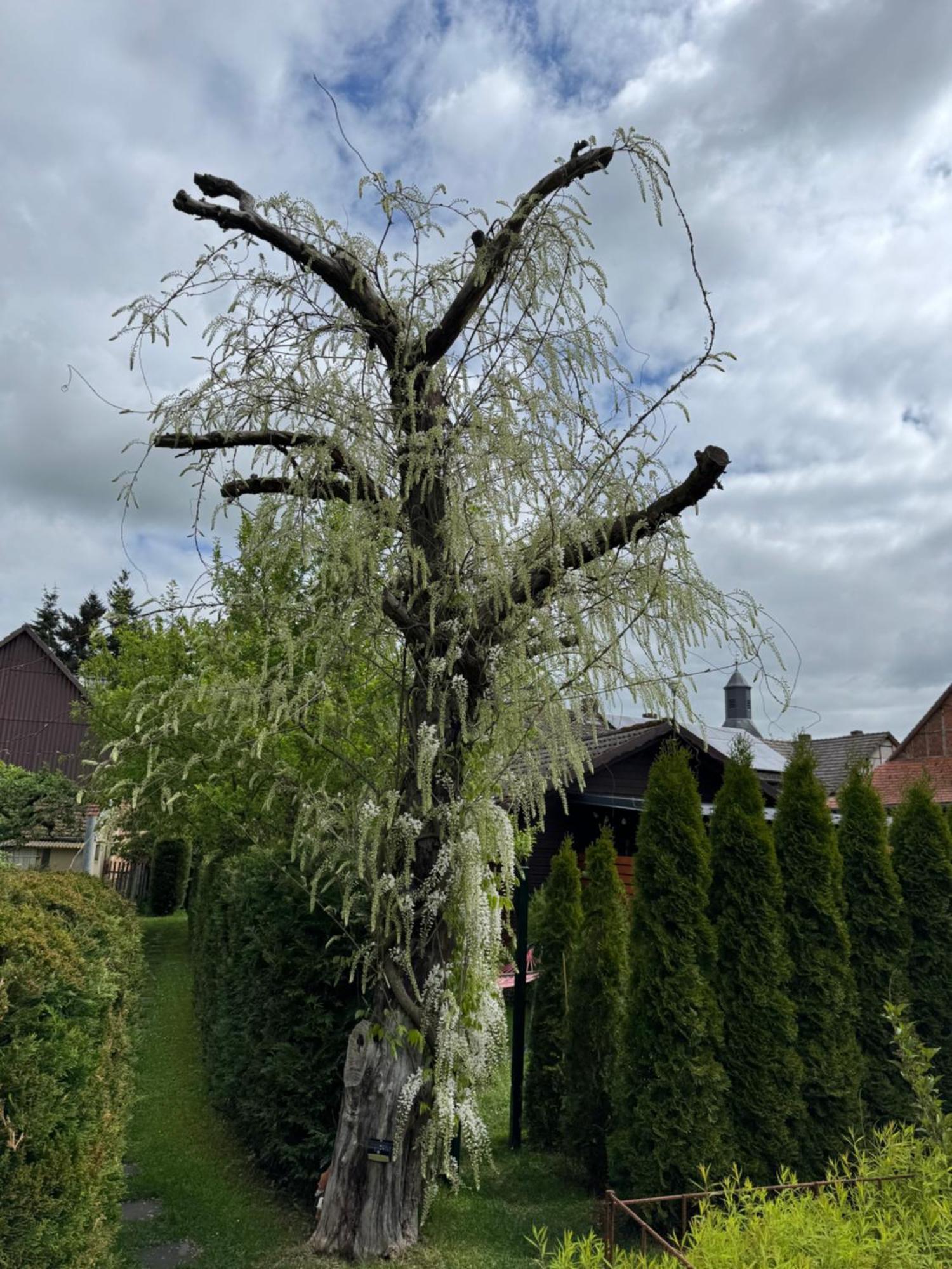 Ferienwohnung Am See Dillich - Ruhige Lage - Eigener Garten - Direkt Neben Einem Natursee Borken  Extérieur photo